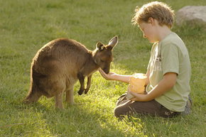 Cleland Wildlife Park - Tourism Gold Coast 4