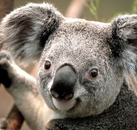 Potoroo Palace - Tourism Gold Coast