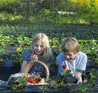 Blue Hills Berries  Cherries - Tourism Gold Coast