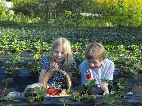 Blue Hills Berries & Cherries - Tourism Gold Coast 0