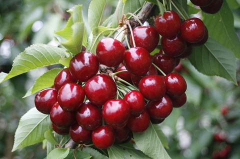Blue Hills Berries & Cherries - Tourism Gold Coast 2