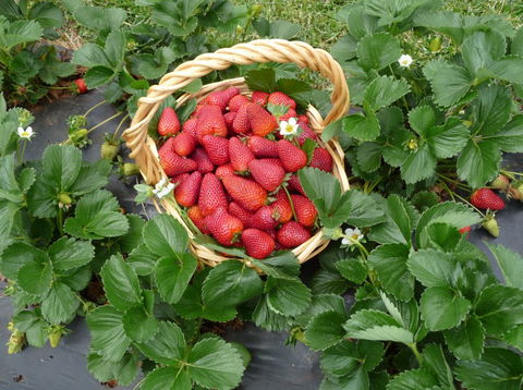 Blue Hills Berries & Cherries - Tourism Gold Coast 3