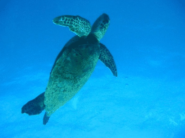 Scarborough QLD Tourism Gold Coast