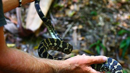 Queensland Day Tours - Gold Coast 1