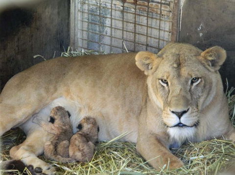 Darling Downs Zoo - Tourism Gold Coast 2