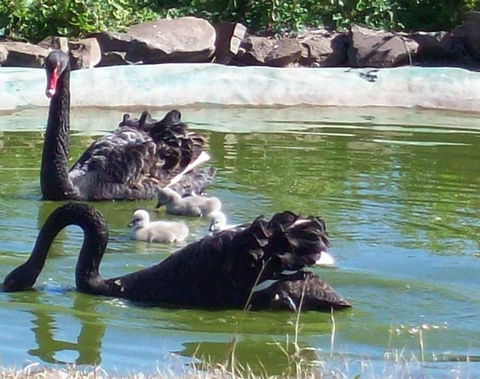 Darling Downs Zoo - Tourism Gold Coast 3