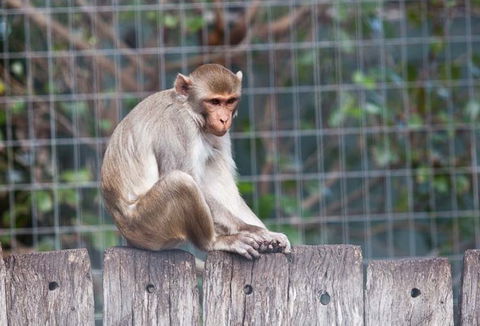 Darling Downs Zoo - Tourism Gold Coast 5