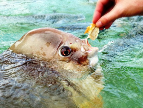 Aquascene Fish Feeding Sanctuary - Tourism Gold Coast 1