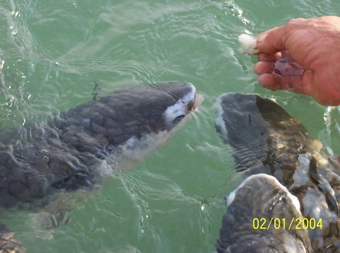 Aquascene Fish Feeding Sanctuary - Tourism Gold Coast 2
