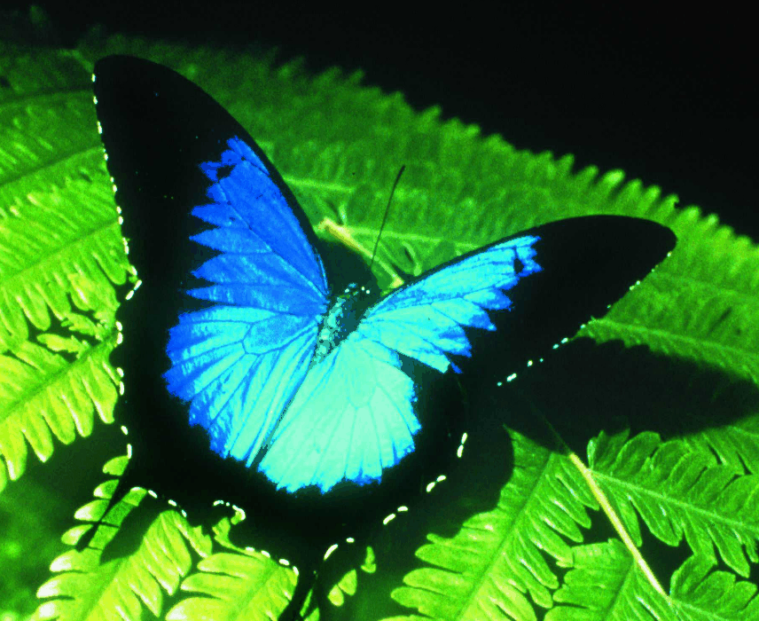 Australian Butterfly Sanctuary - Tourism Gold Coast