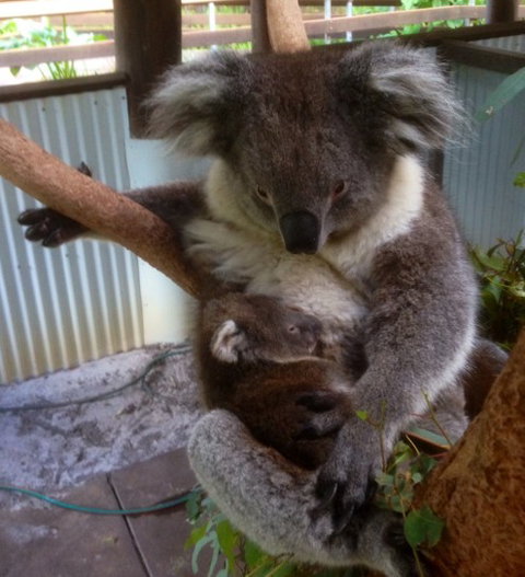Outback Splash - Tourism Gold Coast 3