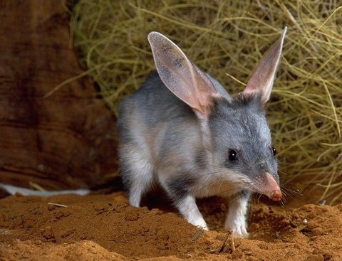 David Fleay Wildlife Park - Tourism Gold Coast 2