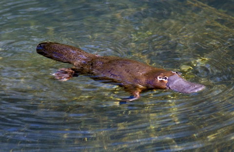 David Fleay Wildlife Park - Tourism Gold Coast 4