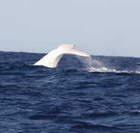 Australian Whale Watching - Tourism Gold Coast