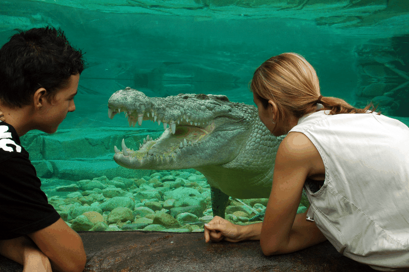 Cairns Wildlife Dome - Tourism Gold Coast 1