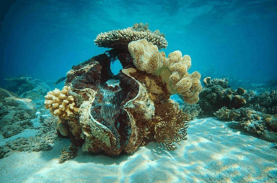 Big Cat Green Island Reef Cruises - Tourism Gold Coast 3