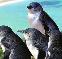 Rockingham Wild Encounters - Gold Coast