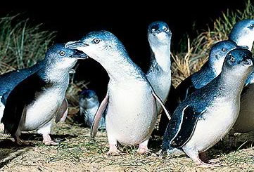 Bunyip Tours - Gold Coast 4