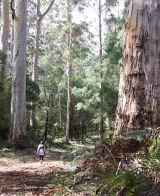  Tourism Gold Coast