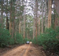 Boranup Drive - Tourism Gold Coast