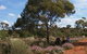Karlkurla Bushland Park - thumb 0