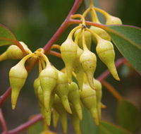 Mount Short Scenic Drive - Tourism Gold Coast