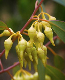 Mount Short Scenic Drive - Tourism Gold Coast 0