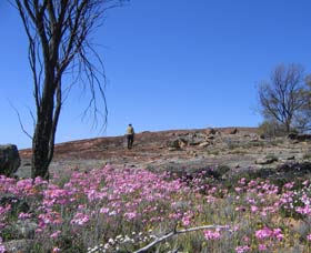 Talgomine Reserve - Tourism Gold Coast 0