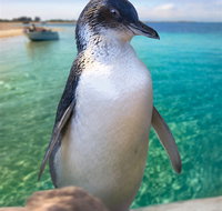 Penguin Island - Gold Coast