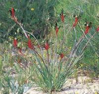 Kalbarri Wildflower Centre - Tourism Gold Coast