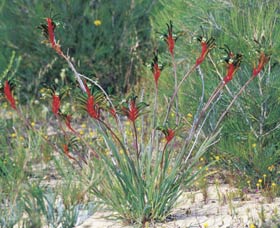 Kalbarri Wildflower Centre - Tourism Gold Coast 0