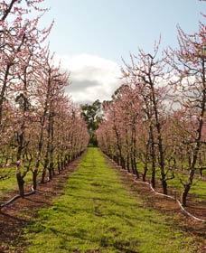 Raeburn Orchards - Tourism Gold Coast 0