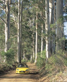 Mount Shadforth Scenic Drive - Tourism Gold Coast 0