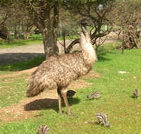 Minlaton Fauna Park - Tourism Gold Coast