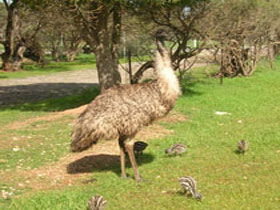 Minlaton Fauna Park - Tourism Gold Coast 0