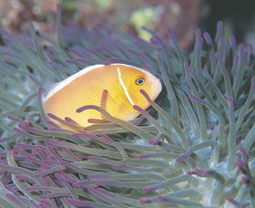 Rowley Shoals - Tourism Gold Coast 0