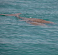 Dugongs - Tourism Gold Coast