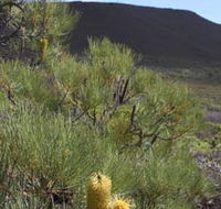 Lesueur Walk Trail Mount Lesueur - Tourism Gold Coast