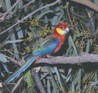 King River - Gold Coast