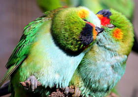 Rainbow Jungle - The Australian Parrot Breeding Centre - Tourism Gold Coast 0