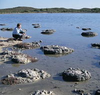 Lake Thetis Stromatolites - Tourism Gold Coast