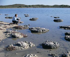 Lake Thetis Stromatolites - Tourism Gold Coast 0