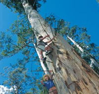 Dave Evans Bicentennial Tree - Tourism Gold Coast