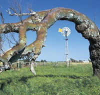 Greenough Leaning Trees - Tourism Gold Coast