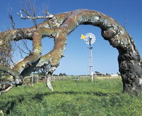 Greenough Leaning Trees - Tourism Gold Coast 0