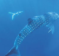 Ningaloo Marine Park - Tourism Gold Coast