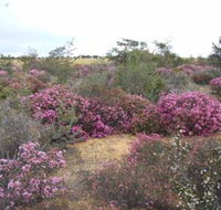 Reynoldson's Flora Reserve - Tourism Gold Coast