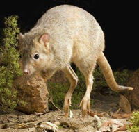 Kanyana Wildlife - Tourism Gold Coast
