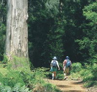 Gloucester Tree - Tourism Gold Coast