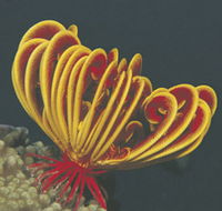 Muiron Islands - Tourism Gold Coast